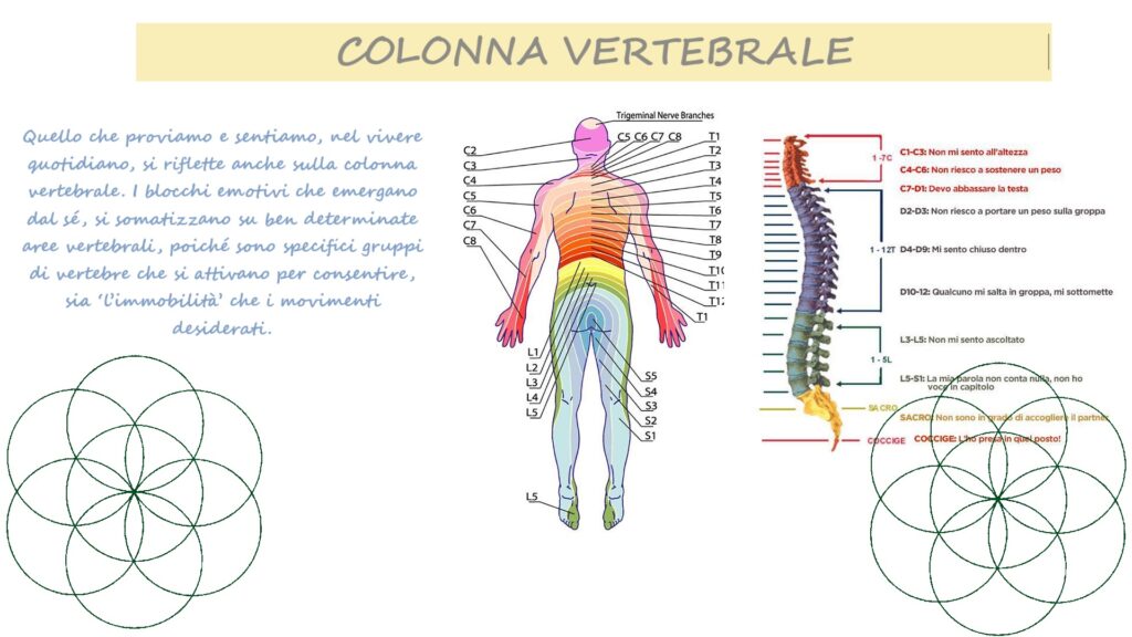 Psicosomatica - Esemplificando la Colonna Vertebrale